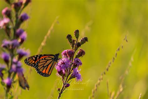 Monarch Butterfly Perched On Flowers