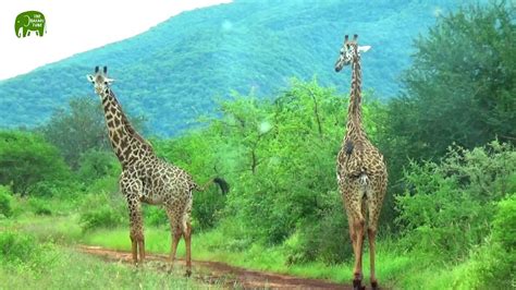 The Tallest Giraffes In The World Amazing Wonders Of Africa