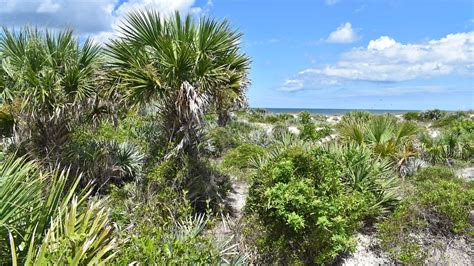 "Descubre el impresionante Parque de las Dunas de Smyrna: ¡Un paraíso