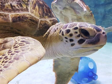 Sea Turtle Rescue Center In Dallas Sea Life Grapevine Aquarium Stock