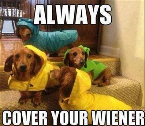 Wiener Dog Quotes Quotesgram