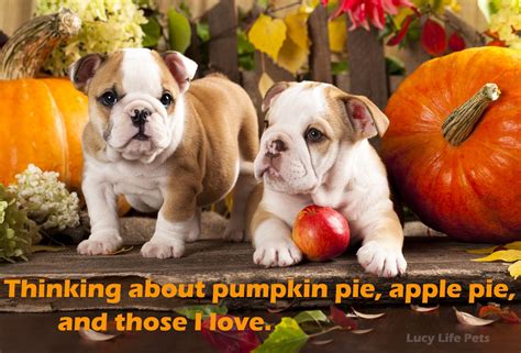 Happy Thanksgiving Puppy Quotes Dog Quotes Funny Funny Dogs Cute