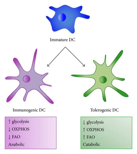 Differentiation Of Dendritic Cells Immature Dendritic Cells DCs Can