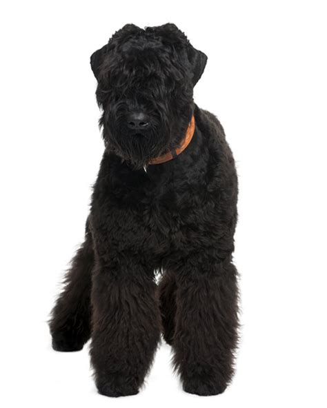 As black russian terriers mature into adulthood, be sure to keep clear who the pack. Black Russian Terrier Puppies Breed Information