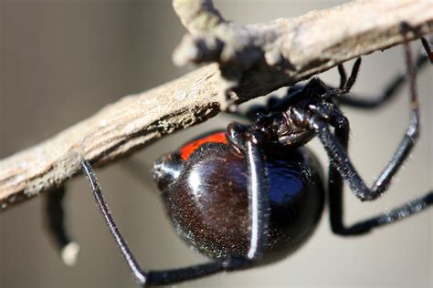 Fileblack Widow Spider California Wikimedia Commons