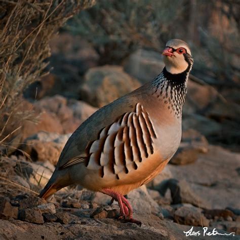 Red Legged Partridge Gran Canaria Bird Images From Foreign Trips