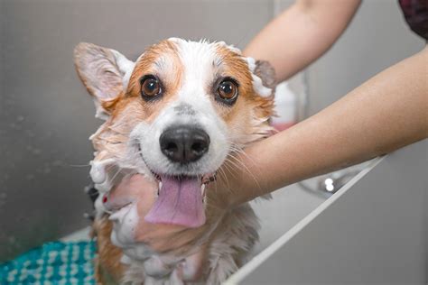 Of course anybody would love it if they find the perfectly suited service nearby their place. Pet Grooming Near Me 45440 - Bigger Road Veterinary Clinic