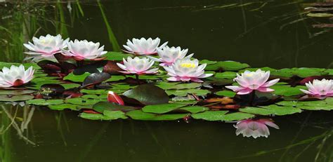 Water Lilies Lotus Flower Live Wallpaper Appstore For Android