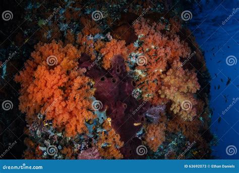 Orange Soft Corals On Pacific Reef Stock Image Image Of Evolution