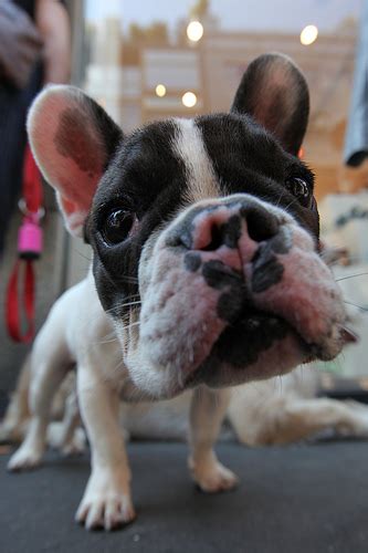 Blu frenchibles is the ethical choice for healthy. Are flat-nosed dog breeds more at risk in summer heat ...