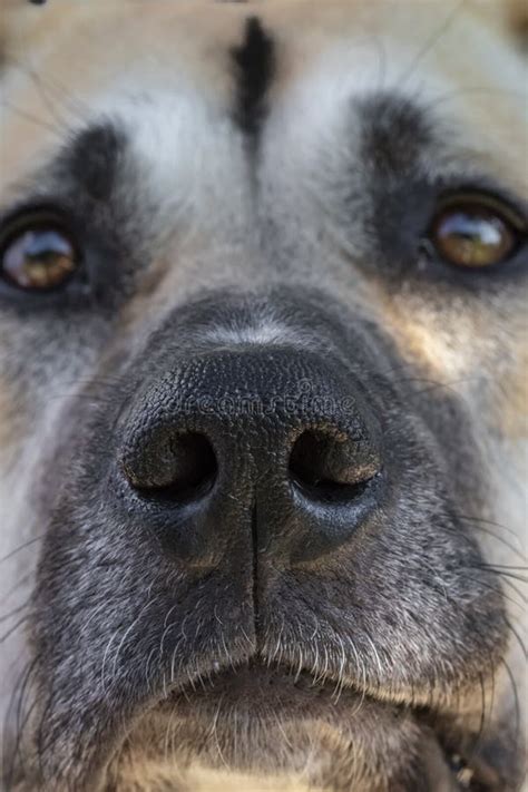 A Close Up Of A Dogs Nose And Face Stock Photo Image Of Happy