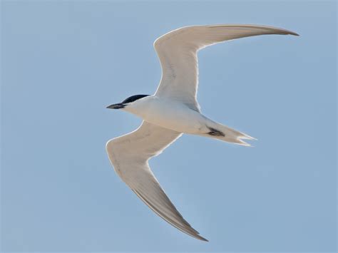 Gull Billed Tern Ebird Australia