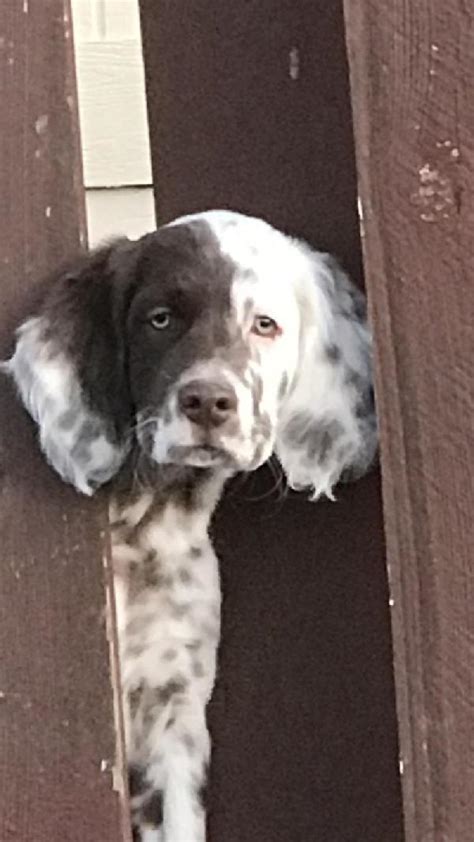 Llewellin Setter Puppies For Sale
