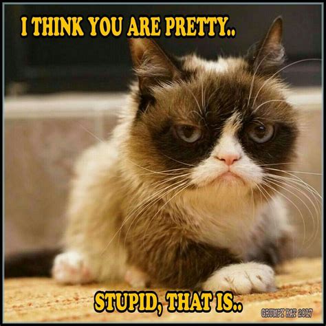 Another Grumpy Cat Meme By The Other Grumpy Kat 2017