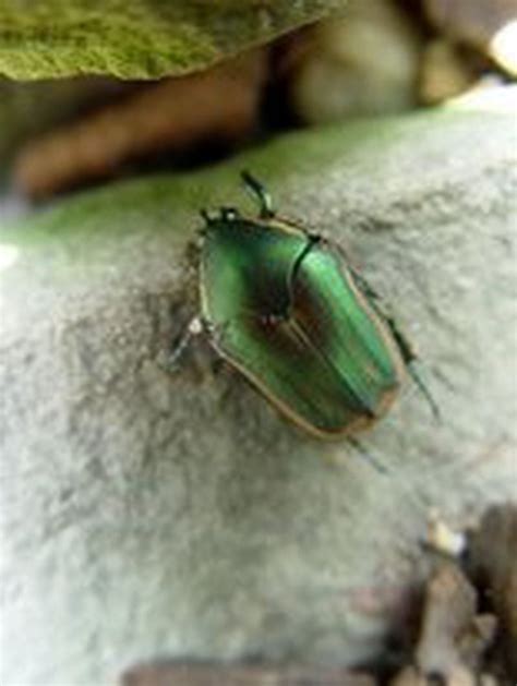 Big Green Beetles Are Swarming And Killing The Grass