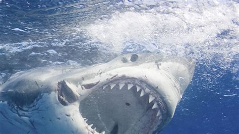 Great White Sharks Facts And Information