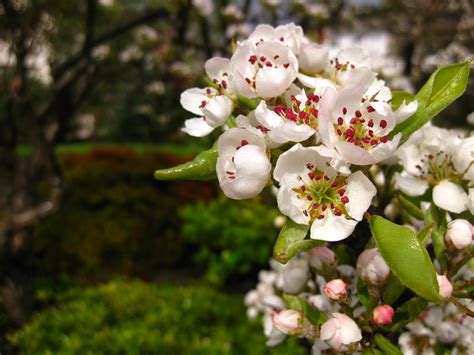 The Bicycle Gardening Chronicles Astonishing Ly Pink Japanese Maple