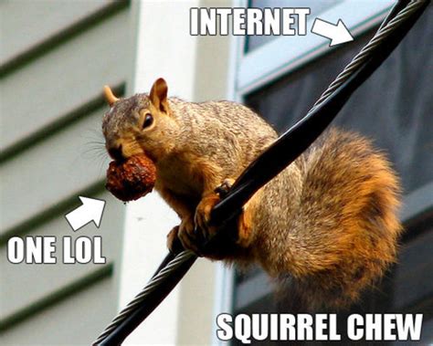 Squirrel Chew Know Your Meme