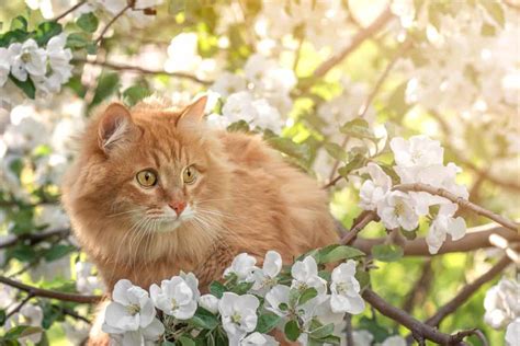 How To Keep Outdoor Cats Safe Blog Burgess Pet Care