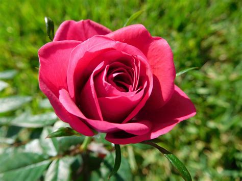 Gambar : menanam, daun bunga, berwarna merah muda, Flora, floribunda
