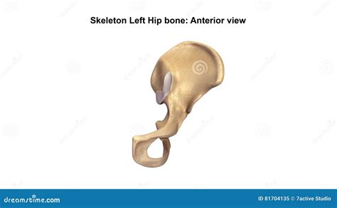 Left Hip Joint Stock Photography 47649218