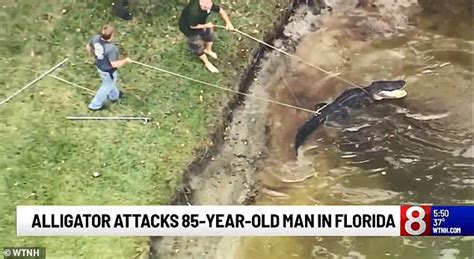 Alligator Pulled From Florida Pond After Attacking Retiree Express Digest