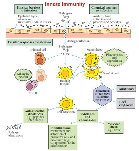 Innate Immunity Description Functions And Facts Microbiology Notes