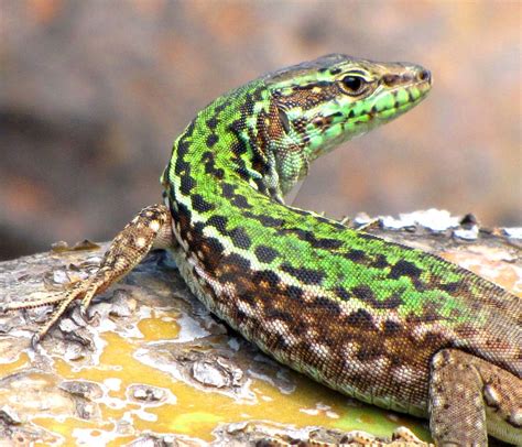 Italian Wall Lizard Facts And Pictures Reptile Fact