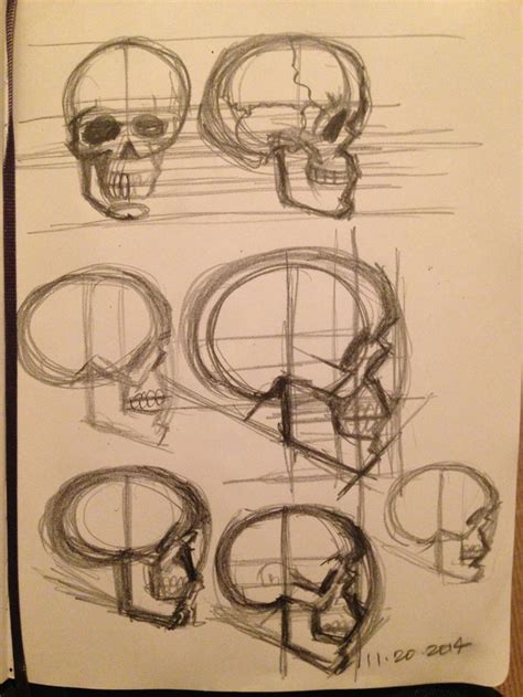 Skull Proportion Studies Side View Sketch By Gcoghill On Deviantart