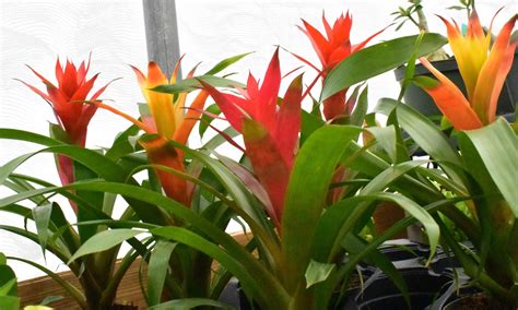 Bromeliad Care In Florida Bromeliaceae Crazy Plants Crazy Critters