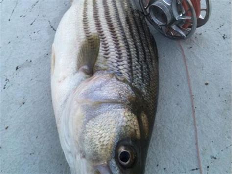 Striped Bass And Shad On The Roanoke River 0410 By Pointclickfish