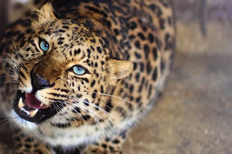 Leopard Animals Blurred Blue Eyes Roar Wallpapers Hd Desktop And