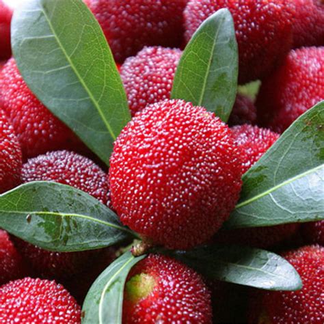 5pcs Waxberry Seeds Yumberry Myrica Rubra Red Bayberry Yangmei
