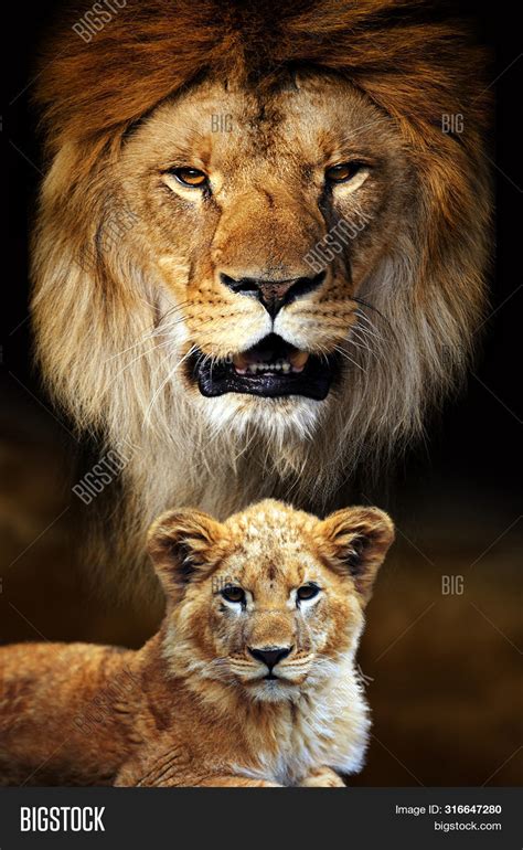 Big Male Lion Cub Image And Photo Free Trial Bigstock