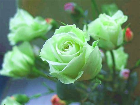 For many years people are using flowers in different occasions like birthday, wedding, funeral, in religious places and so on. Green Rose flowers flowers