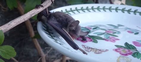 How Do Bats Find And Drink Water