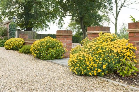 Gravel Driveway Ideas Inspiring Planting Schemes Beauxfort