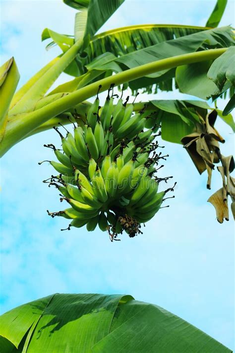A Bunch Of Bananas On The Tree Stock Photo Image Of Beautiful