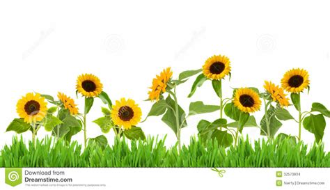 Download High Quality Garden Clipart Sunflower Transparent Png Images