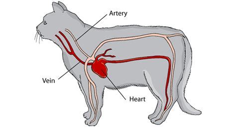 Heart disease in cats is a medical precursor to congestive heart failure in cats, because heart disease can lead to congestive heart failure in cats if untreated. Heart Disease in Cats | Symptoms, Causes & Treatment