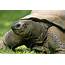 CloseUp Pics Of Animal Turtle  HD Wallpapers