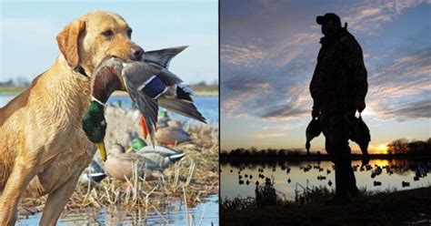 Duck Hunting With A Camera Grand View Outdoors