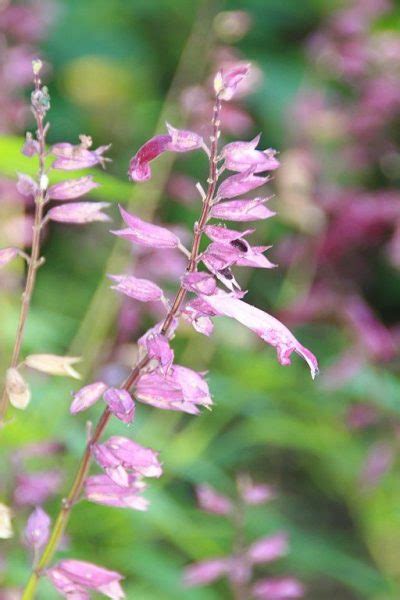 Scarlet Flowered Sage Van Houttei Salvia Splendens Van Houttei Growing Guides