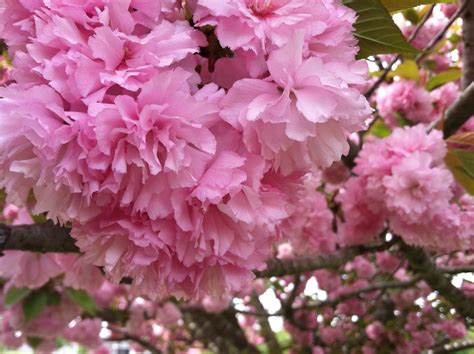 Kwanza Flowering Cherry Tree Also Called A Japanese Flowering Cherry
