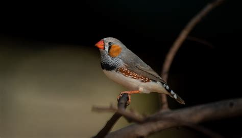 How Do I Know When My Zebra Finch Bird Is Pregnant Sciencing