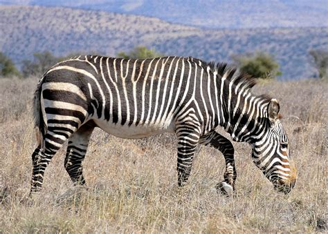 The plains zebra is found across east and southern africa savannahs but continued population decline threatens its survival. Why are zebras striped