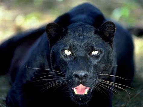 Jaguar Wild Cat Jag Animal Hd Wallpaper Peakpx