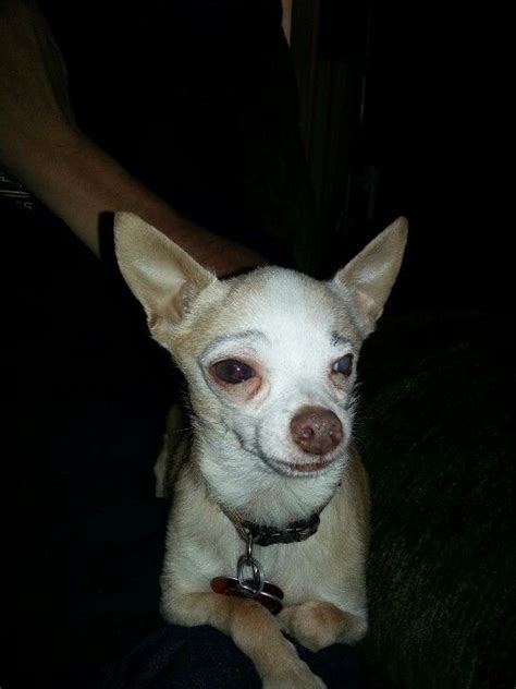 Chihuahuas remained a rarity until the early 20th century and the american kennel club. The girls drew eyebrows on Ruffie. | Chihuahua, Cuteness ...