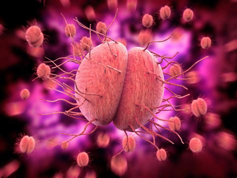 Single Dose Antibiotic Clears Multi Drug Resistant Gonorrhea In Mice