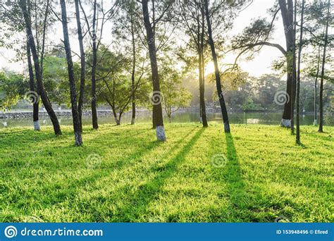 Amazing Shadows Of Trees On Green Grass In Park Stock Photo Image Of